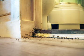 A villager's nightmare. Tree ants breed in the house and undermine wooden walls and floors. Swarming of breeding ants, winged females - obrazy, fototapety, plakaty
