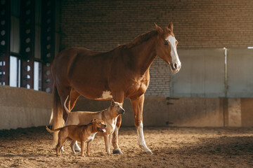 A Staffordshire Bull Terrier and a Thai Ridgeback share a moment of play under the watchful eye of a chestnut horse in an airy stable.  - obrazy, fototapety, plakaty