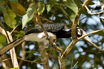 Oriental Pied Hornbill (Anthracoceros albirostris) in Kinabatangan Wildlife Sanctuary. Sabah, North...
