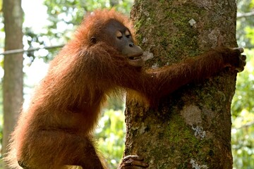 Bornean Orangutan (Pongo pygmaeus) at the Sepilok Orangutan Rehabilitation Centre. Sabah, North Borneo, Malaysia.