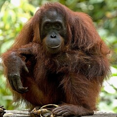 Bornean Orangutan (Pongo pygmaeus) at the Sepilok Orangutan Rehabilitation Centre. Sabah, North Borneo, Malaysia.
