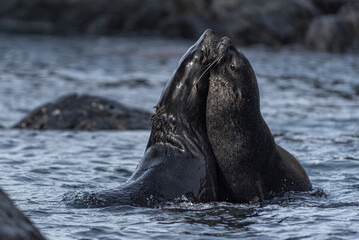 Fototapeta premium Antarctic Wildlife