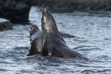 Fototapeta premium Antarctic Wildlife