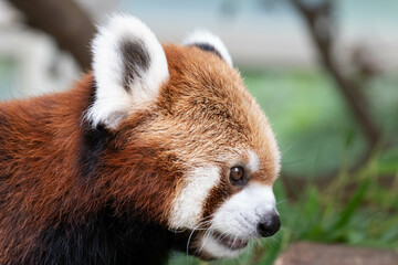 Fototapeta premium Close up Red Panda, Lesser Panda