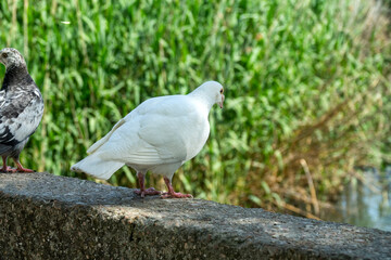 A white pigeon. A breed of pigeons (turbit) like paloma. Bird of peace