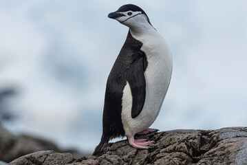 Fototapeta premium Antarctic Wildlife