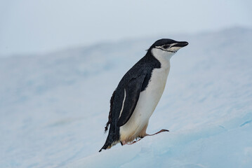 Fototapeta premium Antarctic Wildlife