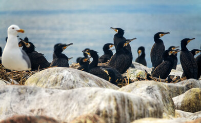 The site of southern cormorant (Phalacrocorax carbo sinensis) colony in the Baltic Sea. Birds on...
