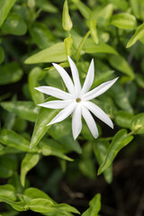 Fototapeta na wymiar Beautiful Wild kund (Jasminum nervosum) flower.