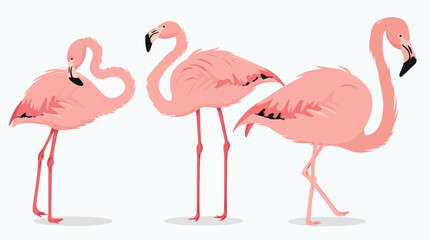 Flamingo bird page in doodle style. Vector illustration