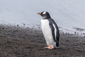 Antarctic Wildlife