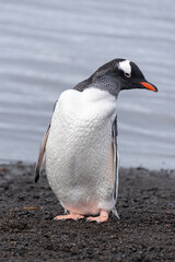 Antarctic Wildlife