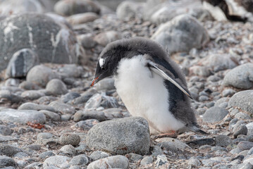 Antarctic Wildlife