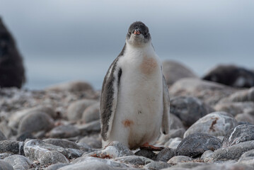 Antarctic Wildlife