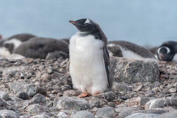 Naklejka premium Antarctic Wildlife