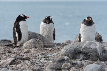 Antarctic Wildlife