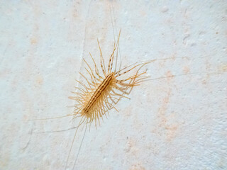 House centipede (Scutigera coleoptrata) kill prey by injecting venom, then eat them half-digested....