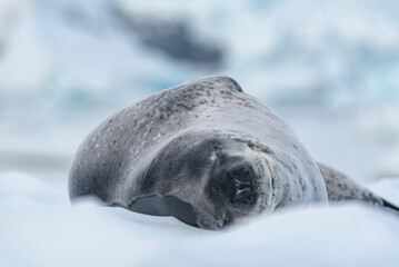 Antarctic Wildlife