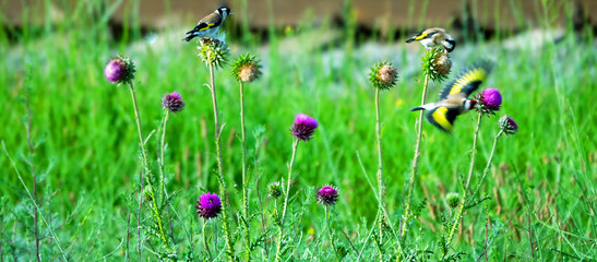 European goldfinch (Carduelis carduelis) feed on young thistle seeds. Crimea