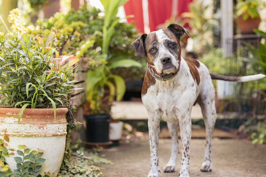 Mixed breed dog standing on front porch of house surrounded by plants