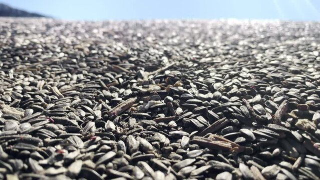 Wheat weevils crawl on a oleic sunflower seeds. Disinfection and fumigation 