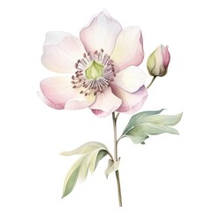 Hellebore flower watercolor illustration. Floral blooming blossom painting on white background - obrazy, fototapety, plakaty
