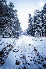 Winter wonderland scene fosters respect for natural environment and sustainability in tourism.
