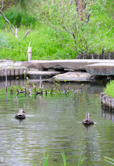 カルガモのペア