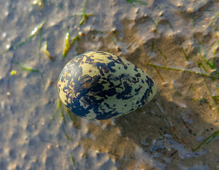 Black-winged stilt egg on a mudbank