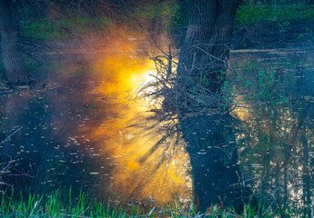 A sunbeam penetrated the waters of the lake in the depths of the spring forest. Willow catkins on...