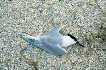 sandwich tern (Thalasseus sandvicensis) that died on the seashore