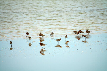 Migration halt of flyway waders (stop-over) in bays of Lake Sivash on Arabatskaya strelka spit. Sandpipers (Calidris) feed here for many days to restore fat reserves (Fuel) for throw to Arctic