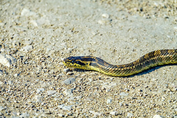 Sarmatian racer, european whip snake (Elaphe sauromates) rare species. in the Crimean steppe. This...