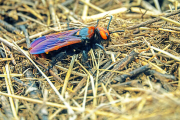 Mammoth wasp (Megascolia maculata, female, largest Hymenoptera) moves through dung in search of rhinoceros beetle (Oryctes nasicornis) larva. Coastal dune of Azov Sea. Arabatskaya strelka, Crimea