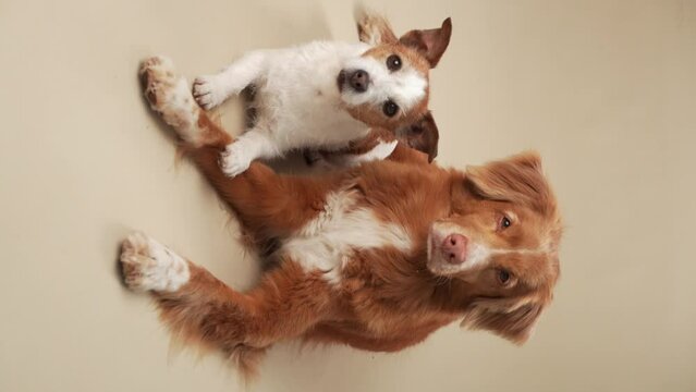 Two poised dogs, a Jack Russell and a Nova Scotia Duck Tolling Retriever, a studio shot on a beige backdrop