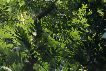 Reflection of Green leaves on the surface of the river