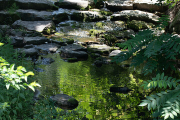Beauty of Nature , the reflection of green leaves on the water