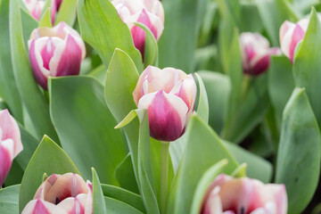 Fototapeta premium Tulipa gesneriana
