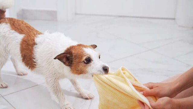 A playful Jack Russell Terrier engages with a yellow towel on a tiled floor, showcasing the dog playful spirit and dynamic energy