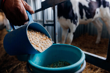 Concept livestock farm with organic cattle. Farmer holding mixture food of corn and wheat and...