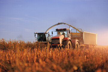 Harvest corn harvester and tractor in maize. Farm silage production concept, fermented feed for...