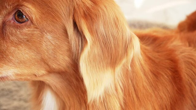 A detailed view of a Nova Scotia Duck Tolling Retriever being groomed, showcasing the focused attention and care given to the dog coat