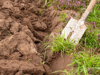 The agricultural plot is dug up with a shovel. Manual tillage.
