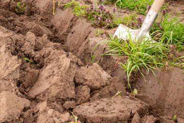 The agricultural plot is dug up with a shovel. Manual tillage.