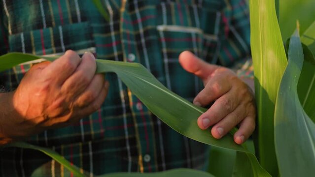 A close up view the skilled hands of an aged farmer delicately corn leaf of maize in the field.