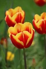 Tulipe rouge et jaune