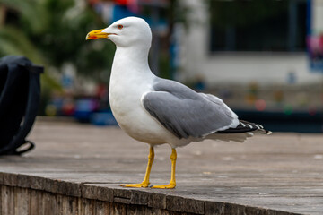 Close-up view of seagull in Istanbul city, Turkey.