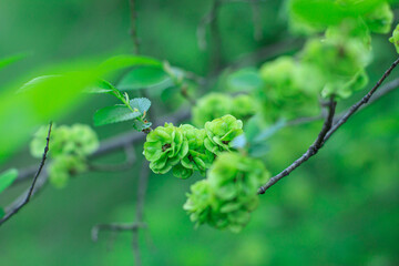 Spring blooming of the tree. Tree branch with green flowers in spring.