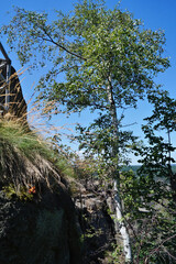 Felsenabgrund mit Birke in Thale, Hexentanzplatz
