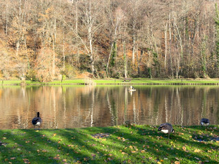 Green leisure park Bois des Reves with lake in Ottignie Louvain la Neuve, province of Walloon Brabant, Belgium - obrazy, fototapety, plakaty